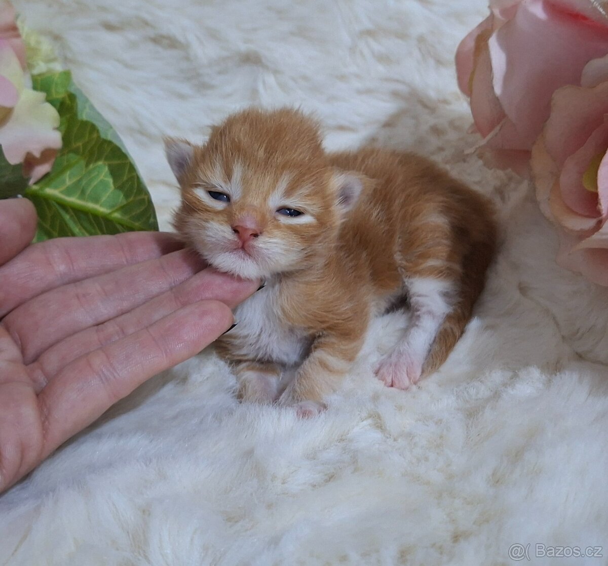 Mainská mývalí bez PP - 2