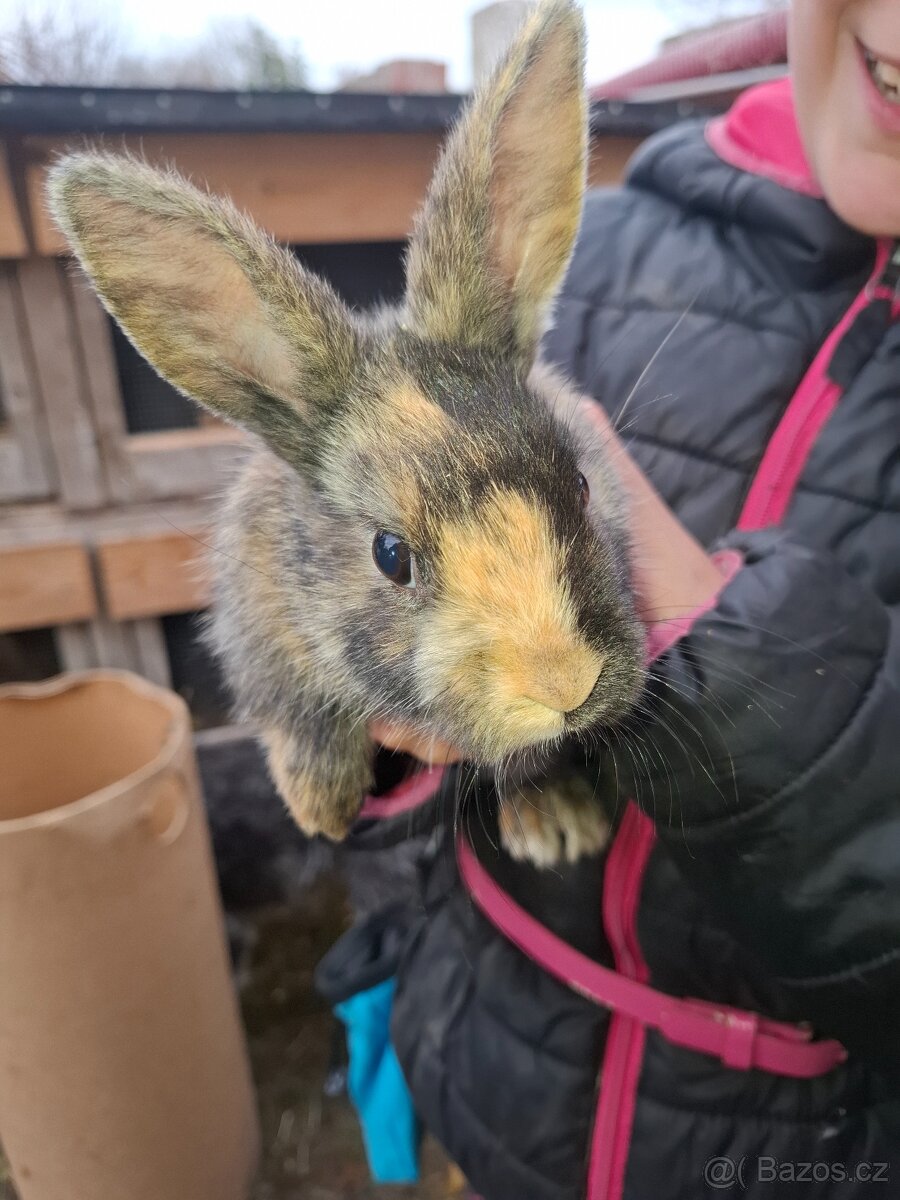 Zakrslý králík-samička - 2