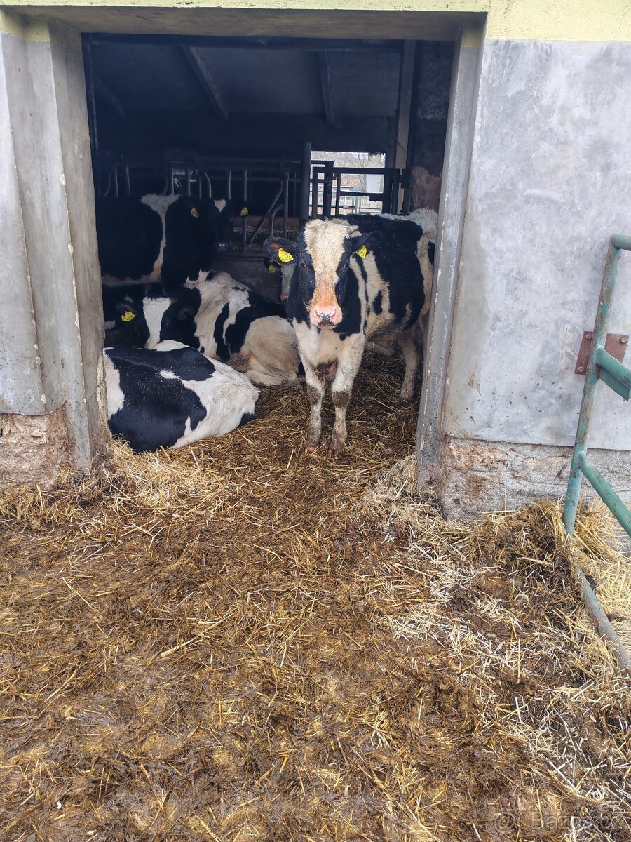 Březí jalovice Holštýn - 2