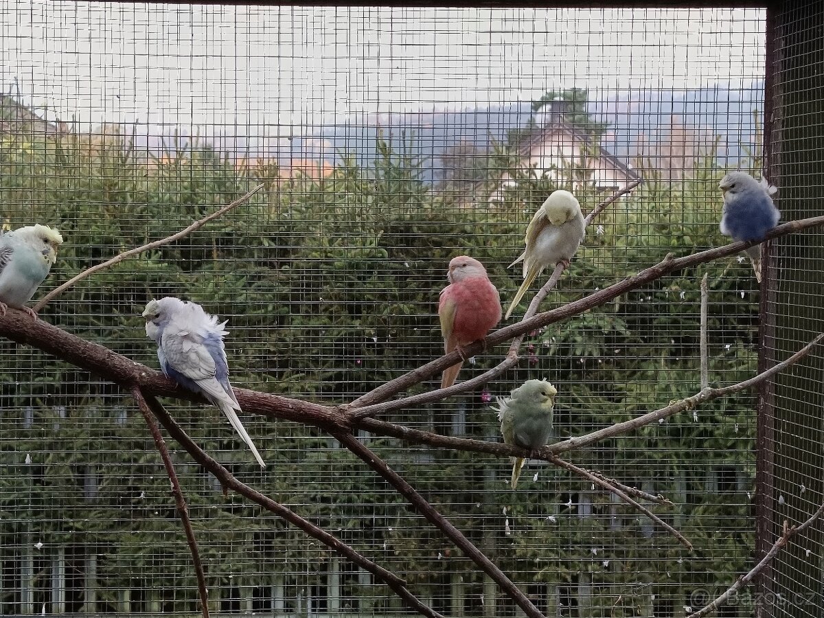 Agapornis Fishery - 2