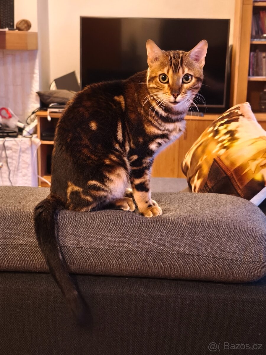Bengálská kočka - 2