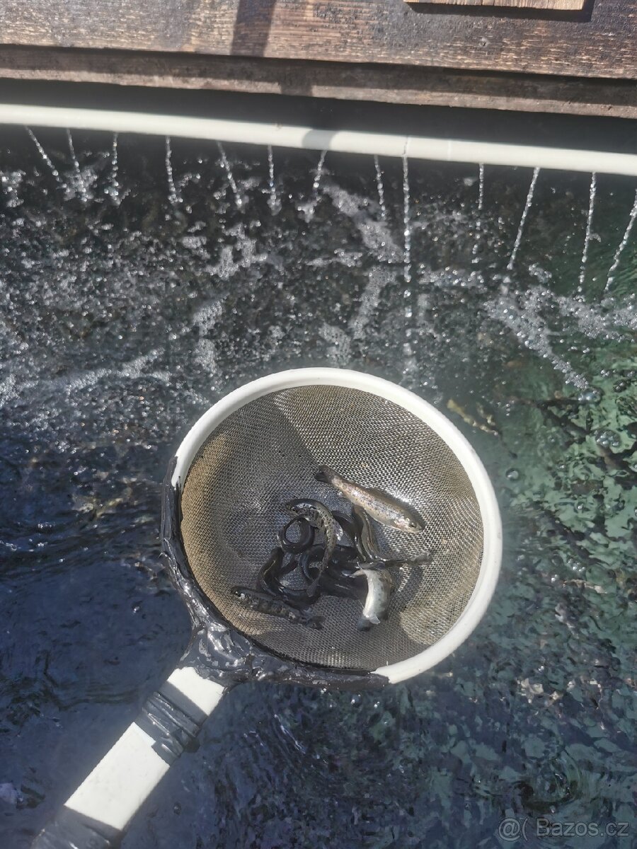 Nasada pstruh duhový - 2