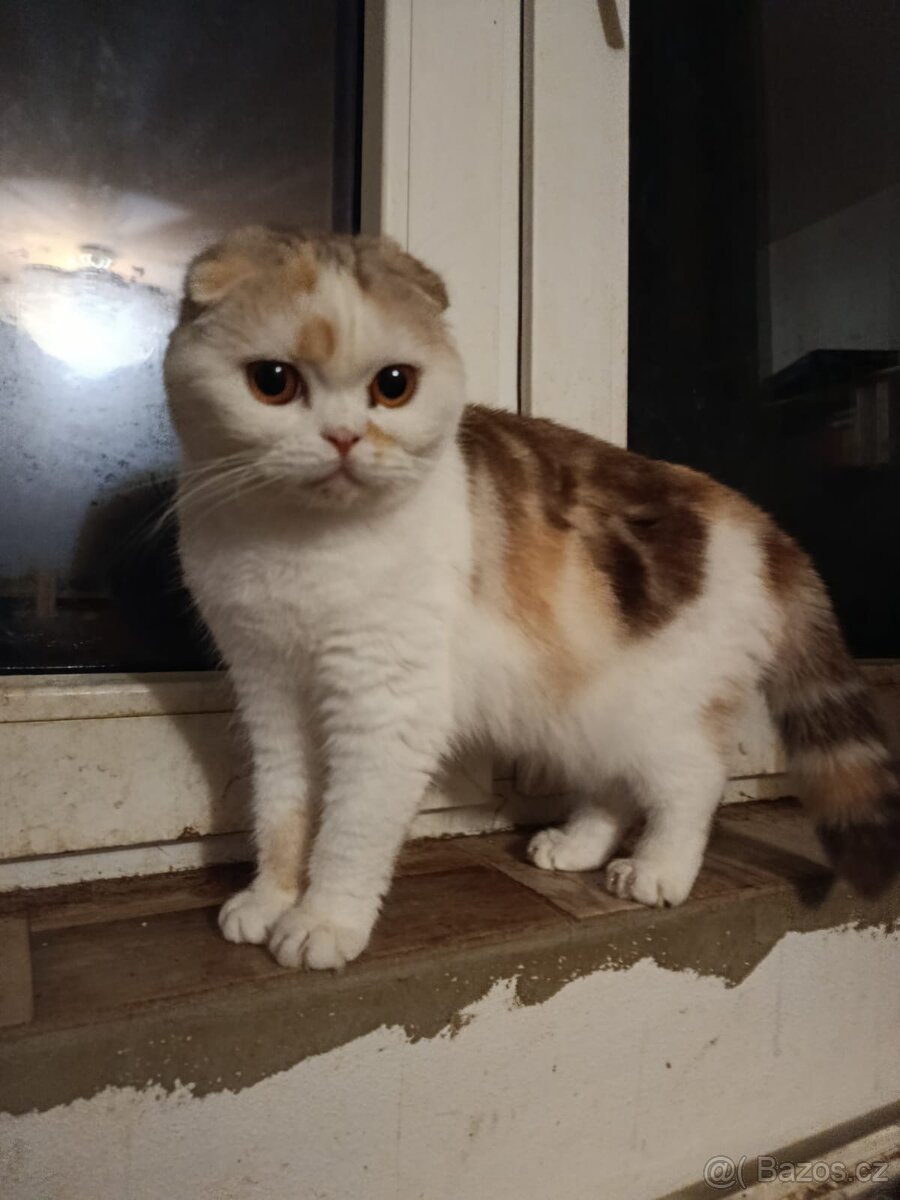 Skotská (britská) - 2