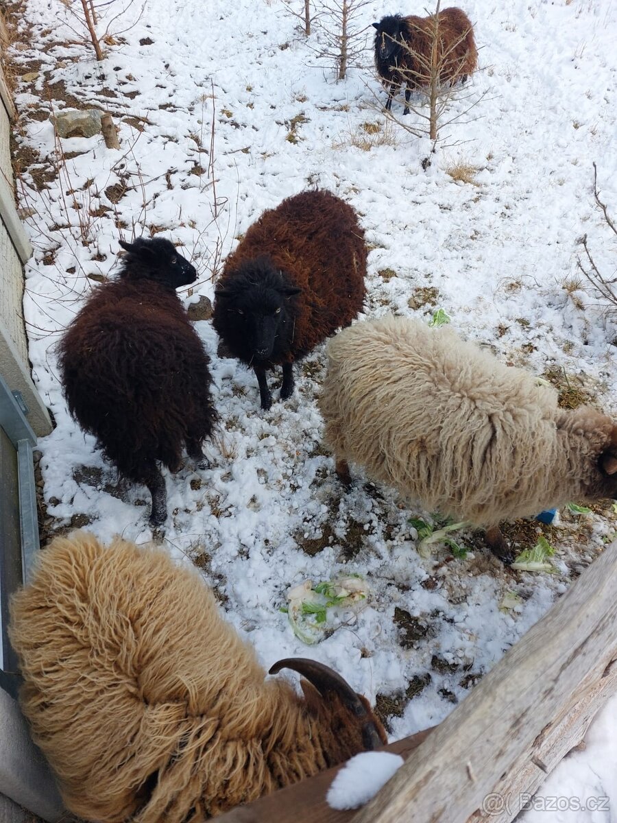 Prodám stádo ovcí - 2