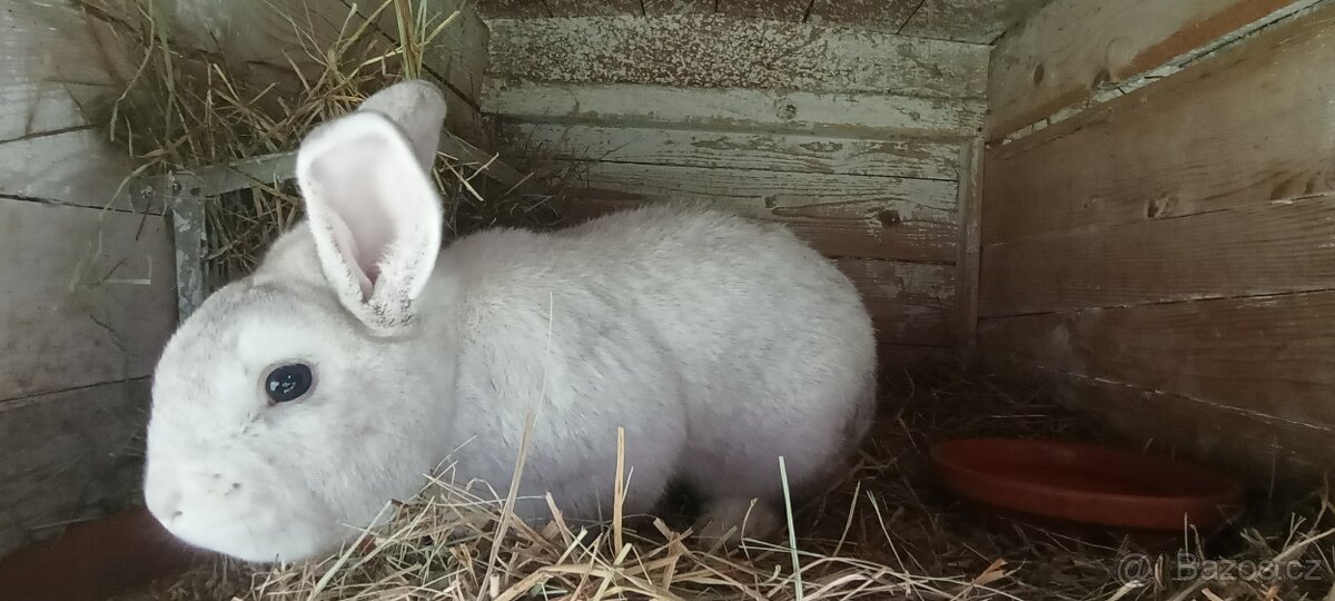 Český černopesíkatý - 2