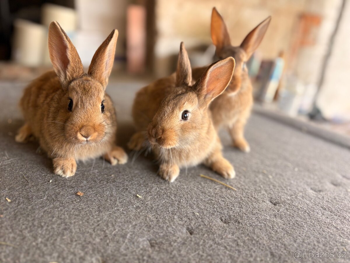 Burgundský kralik - 2