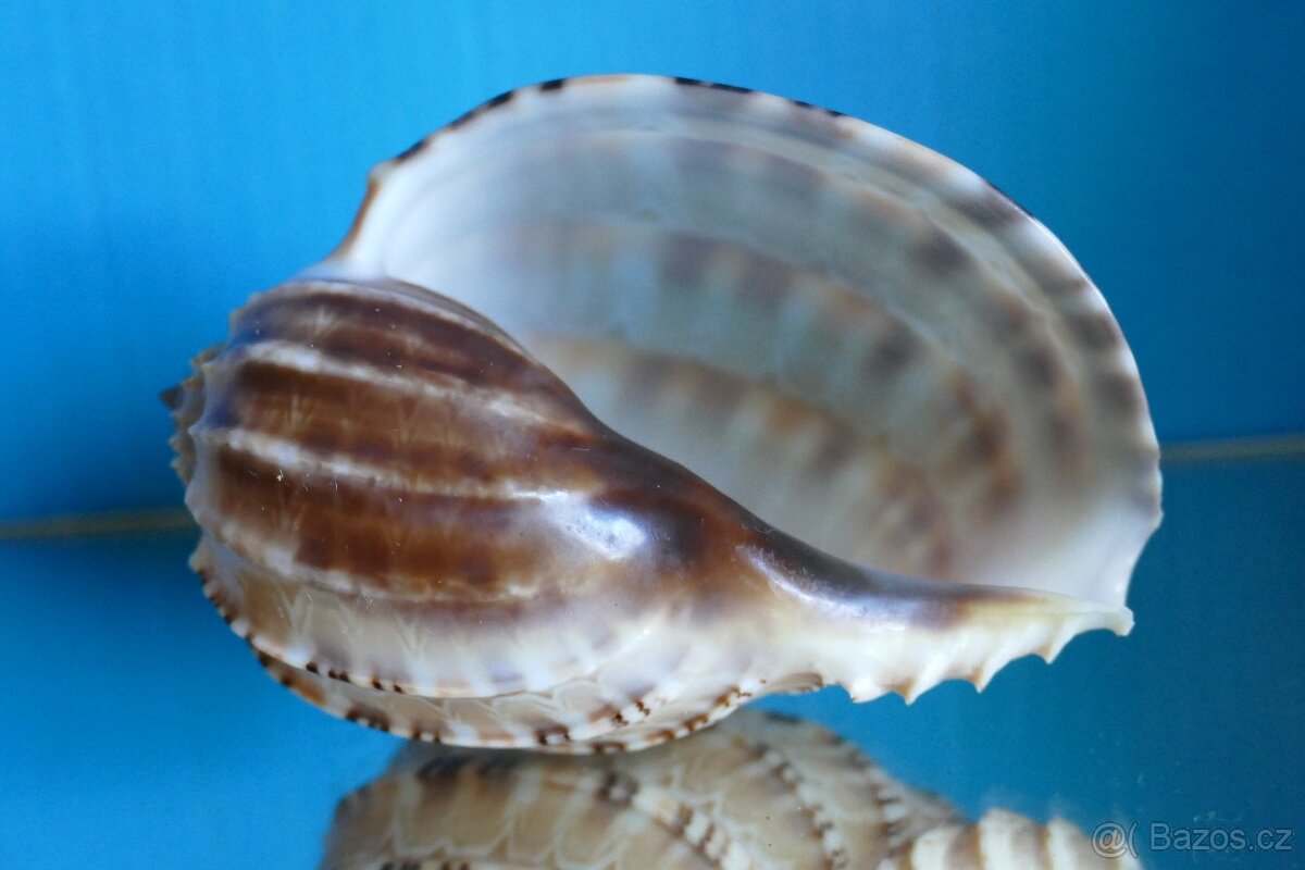 Harpa articularis - 2