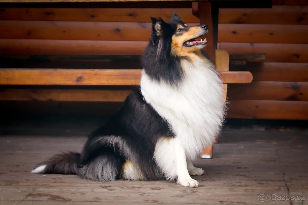 Skotská dlouhosrstá kolie - 2