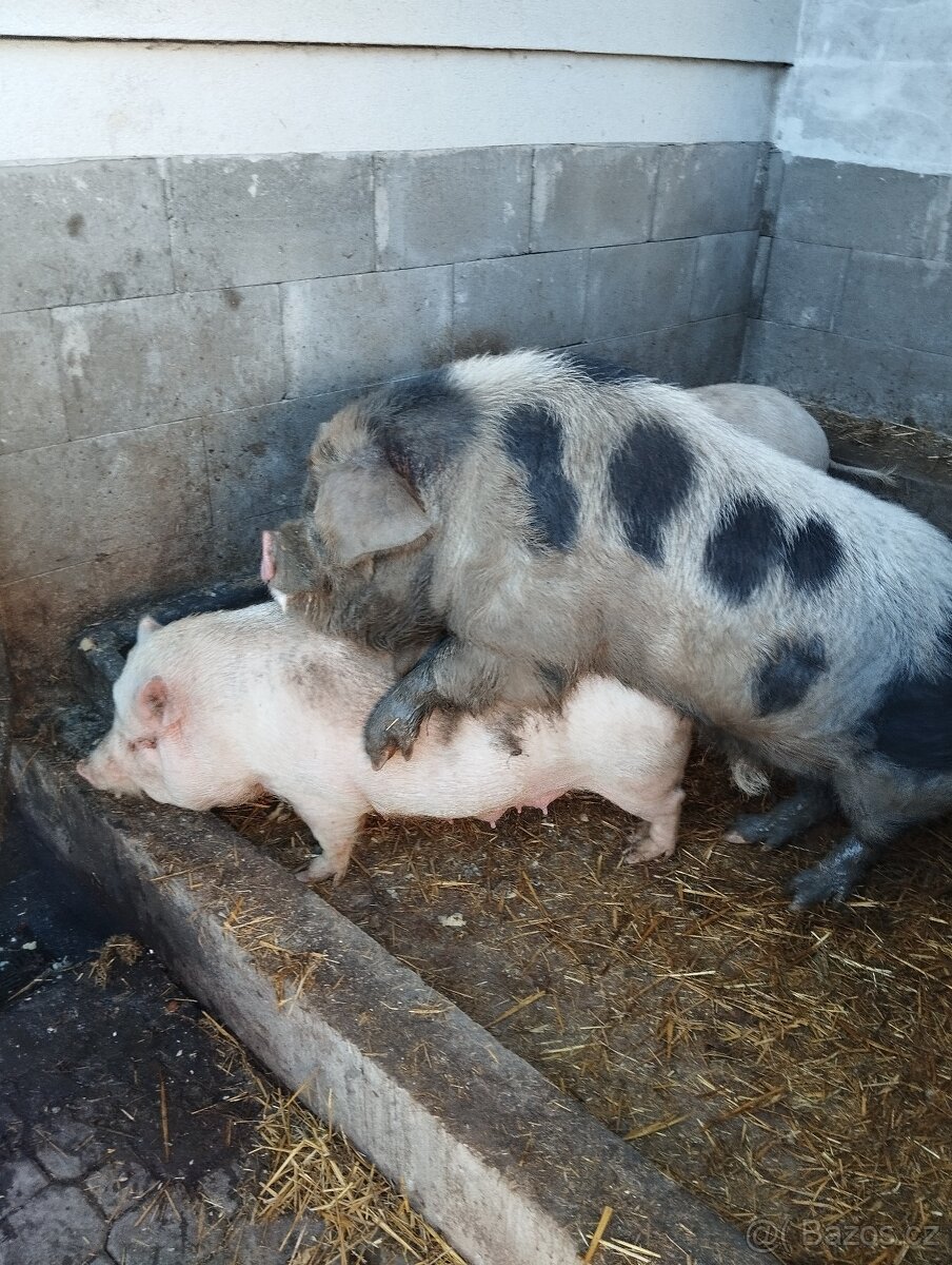 Kanec Kune -kune - 2