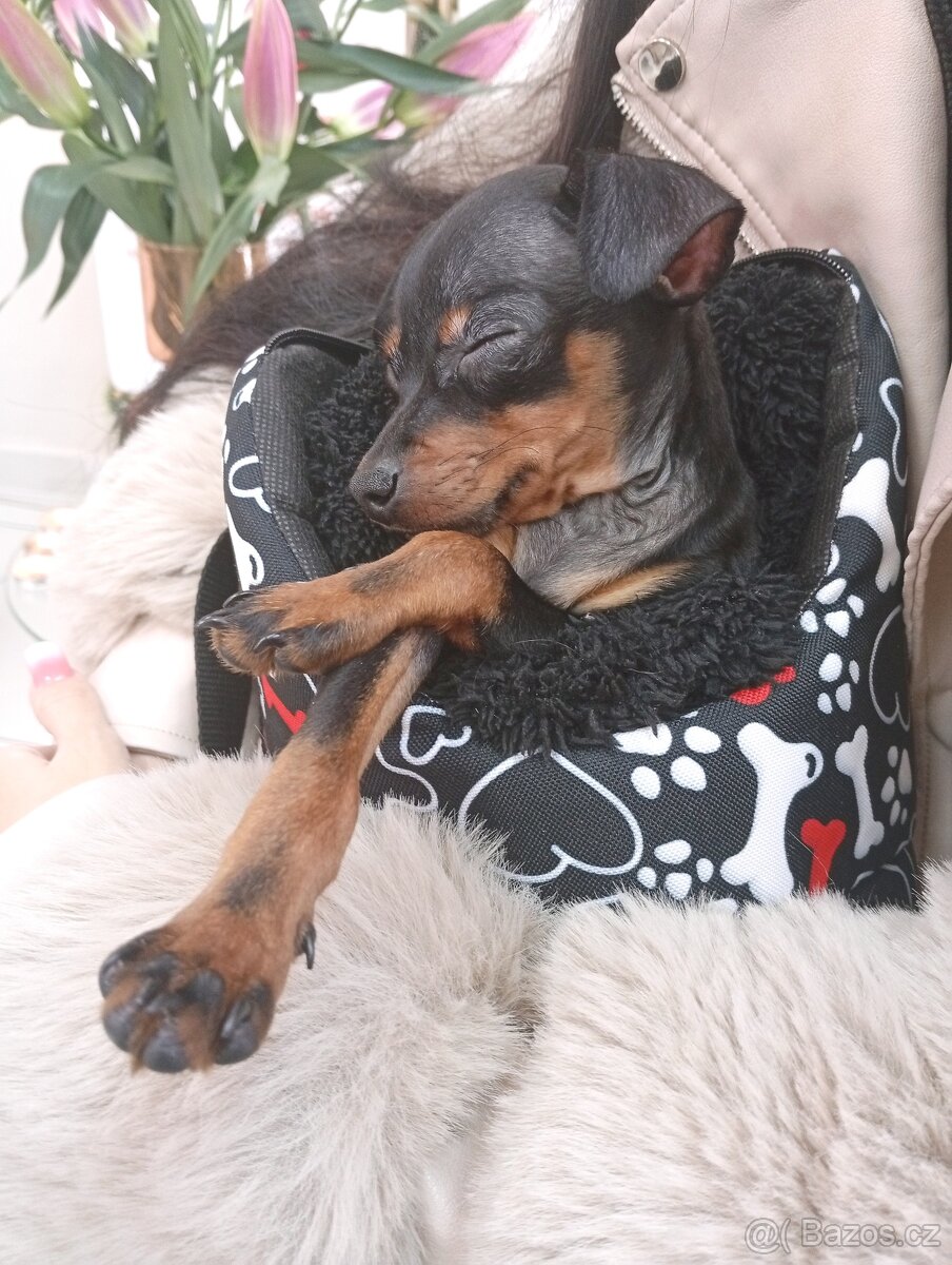 Štěňátko pražský krysařík - 2