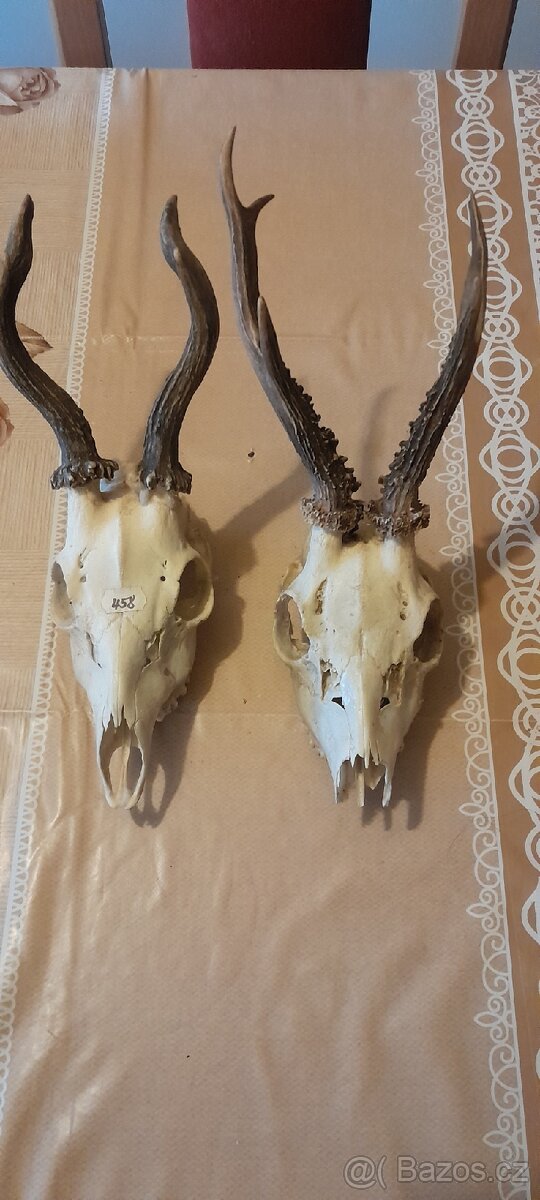 Srnči paružky s lebkou - 2