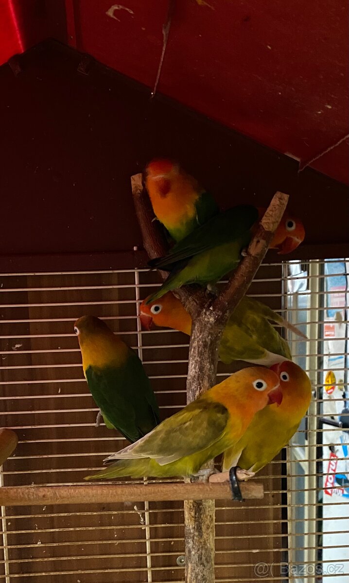 Agapornis Fischeri - 2