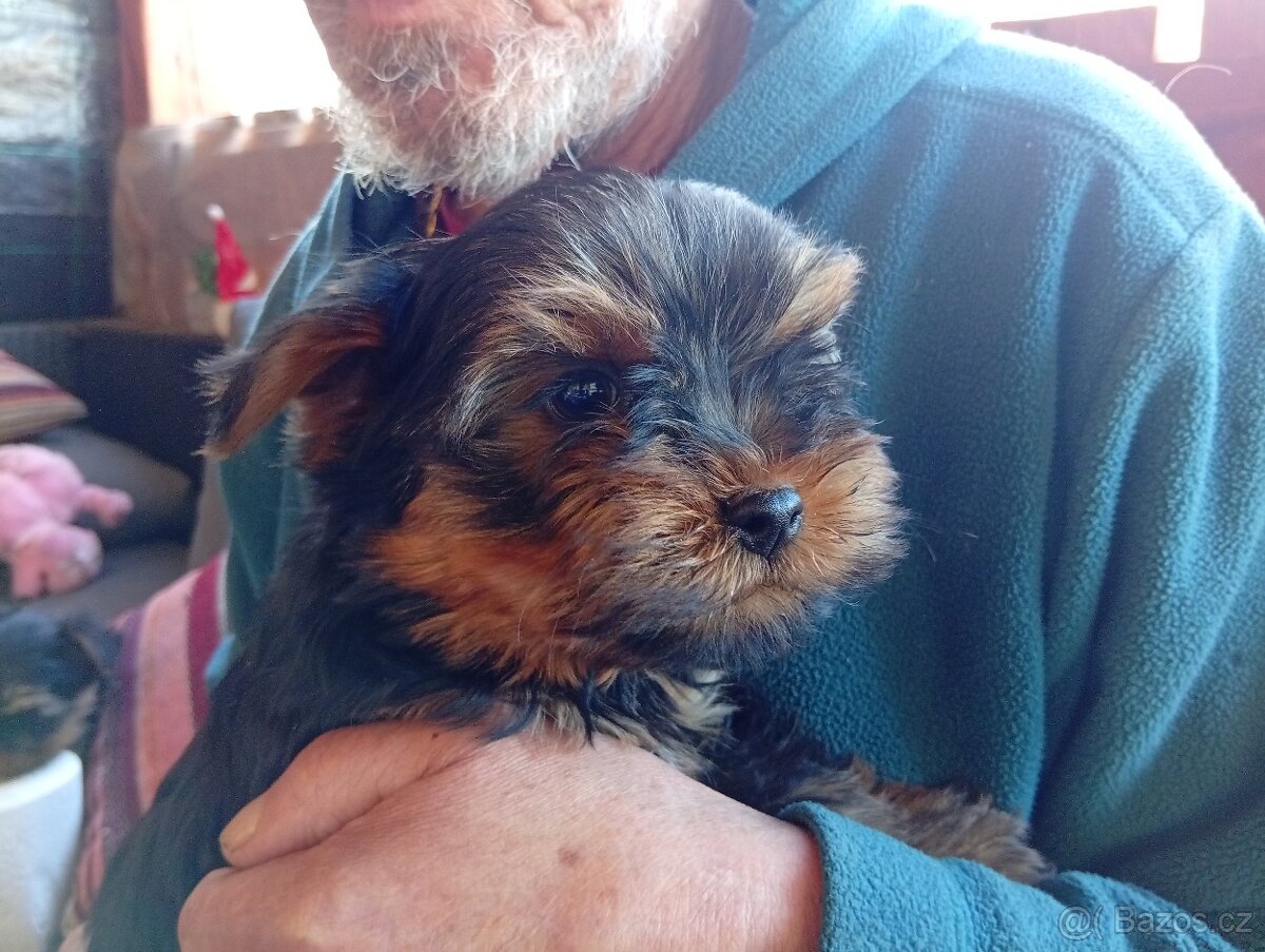 Jorkšírský teriér štěňátka pejsci - 2