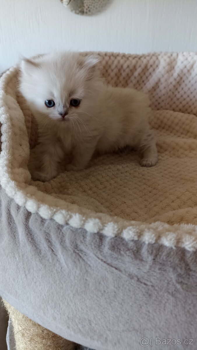 Britská point kočička s PP - 2