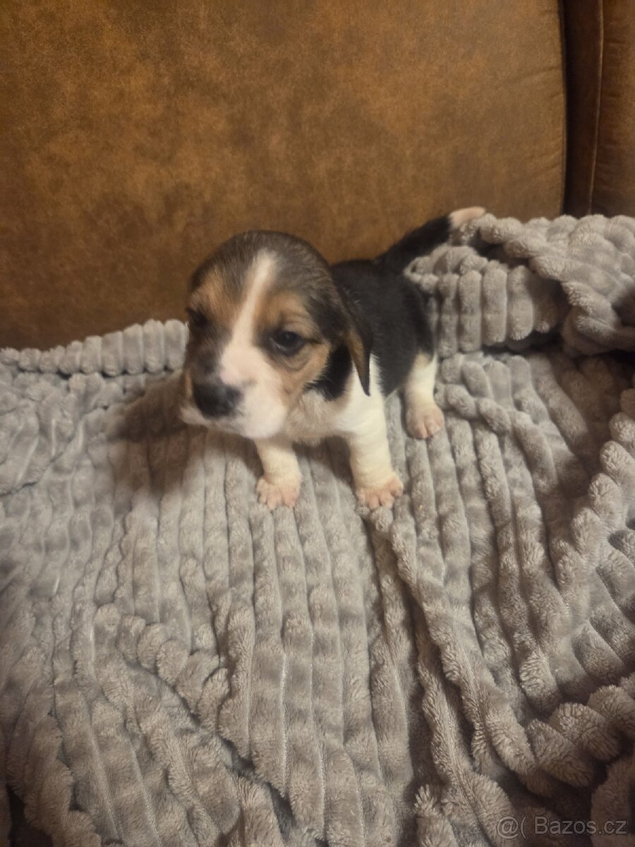 Bigl štěňata - 2