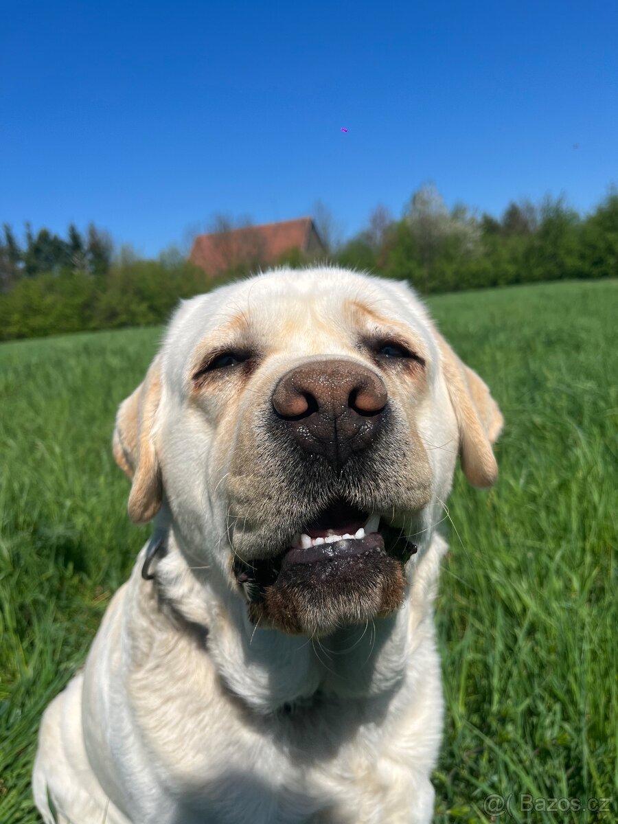 hledáme fenku pro Timmyho - 2