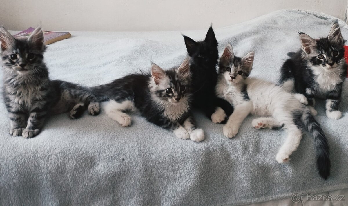 Mainske mívali koťata - 2