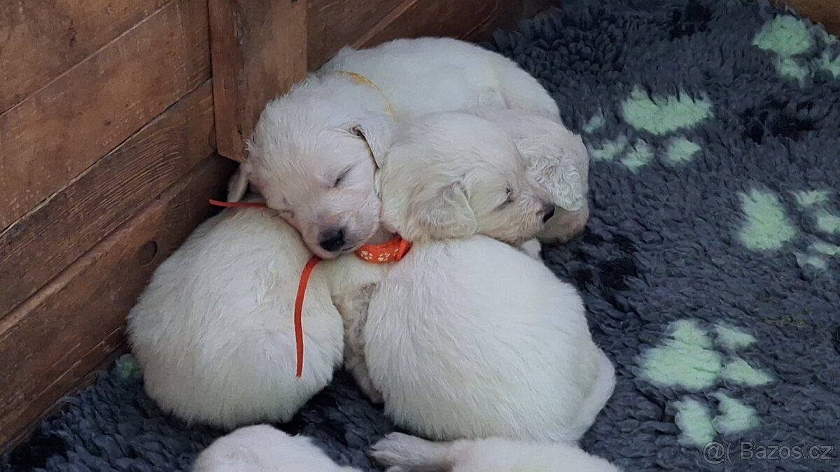 Slovenský čuvač s PP - 2