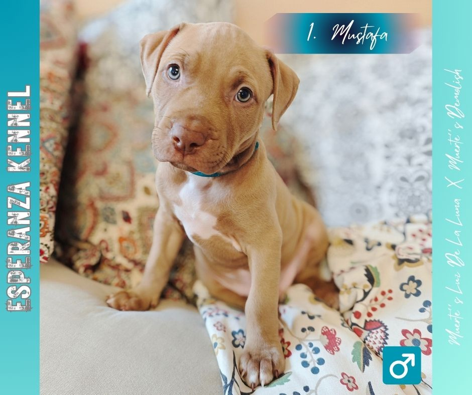 Americký pitbulterier štěňata s PP - 2