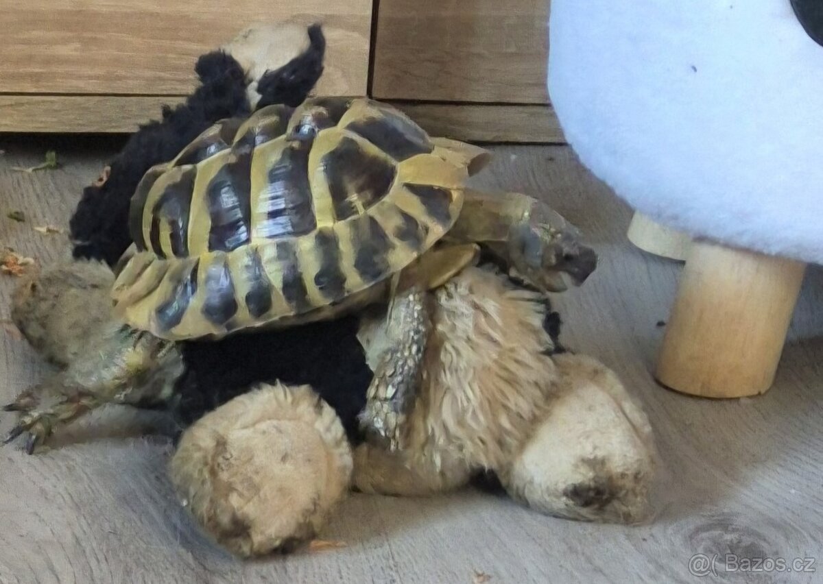 želva zelenavá (Testudo hermanni) - 2