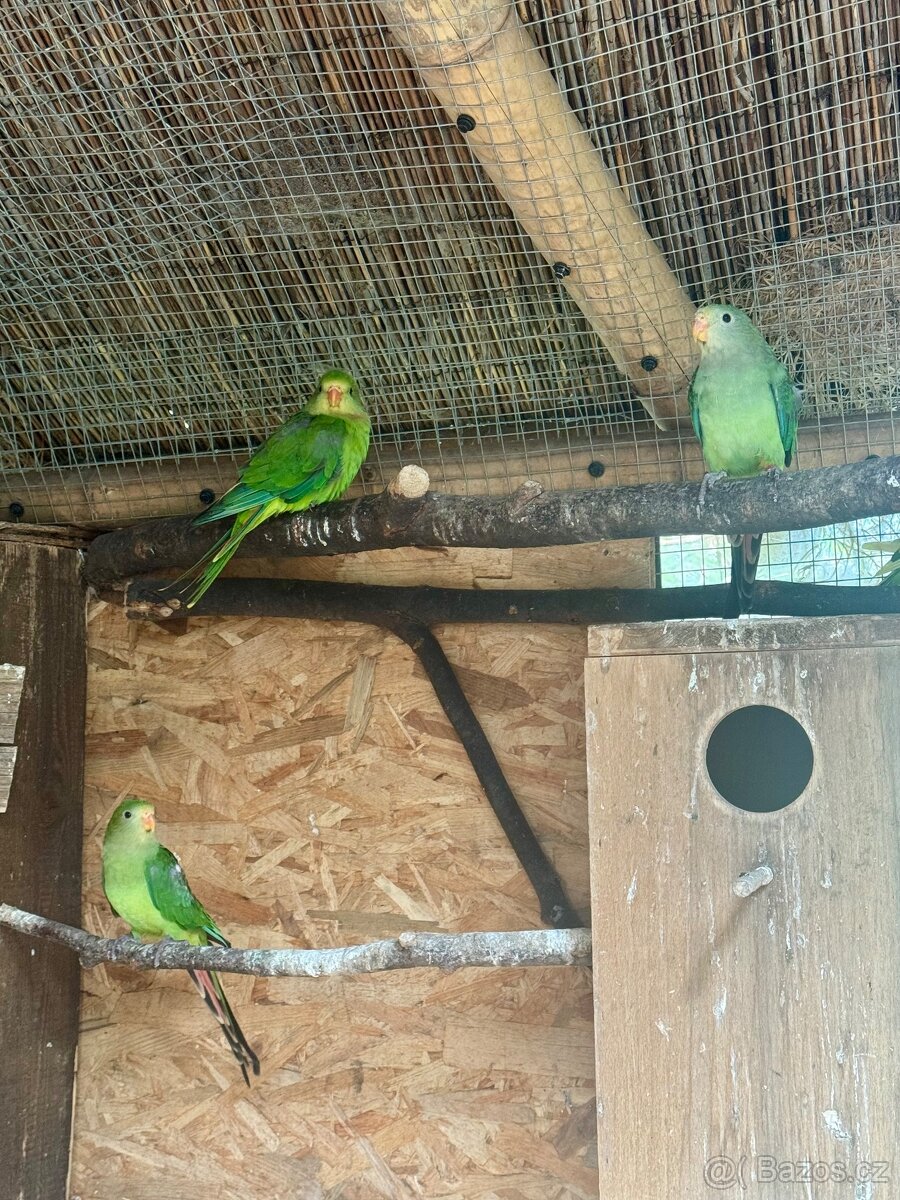 Papoušek Nádherný samice a samec - 2