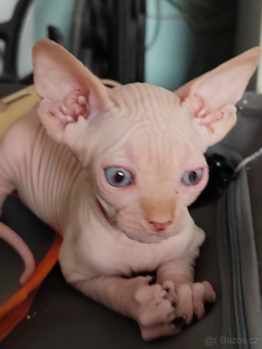 Kanadský sphynx - 2