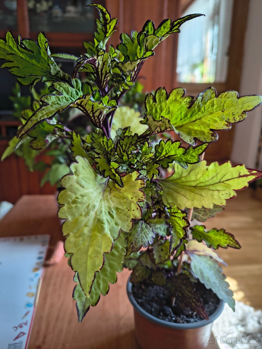 Kopřiva -Coleus - 2