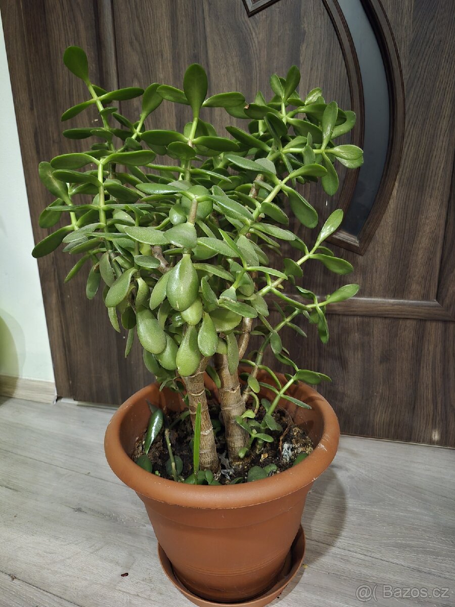 Sukulent - 2