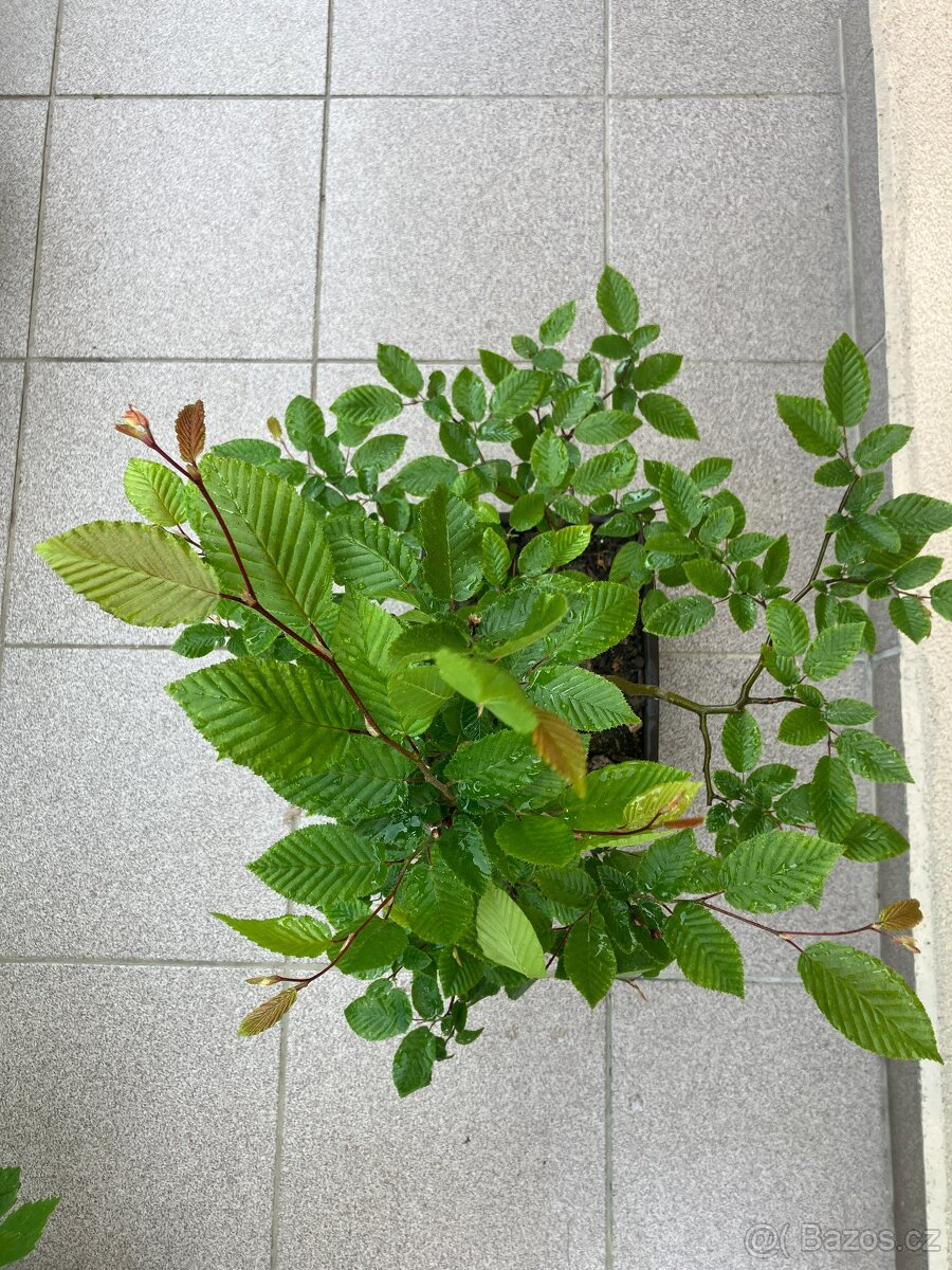 Bonsai, Bonsaj, habr obecný - 2