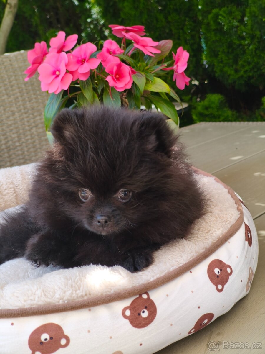 Pomeranian s p.p - 2