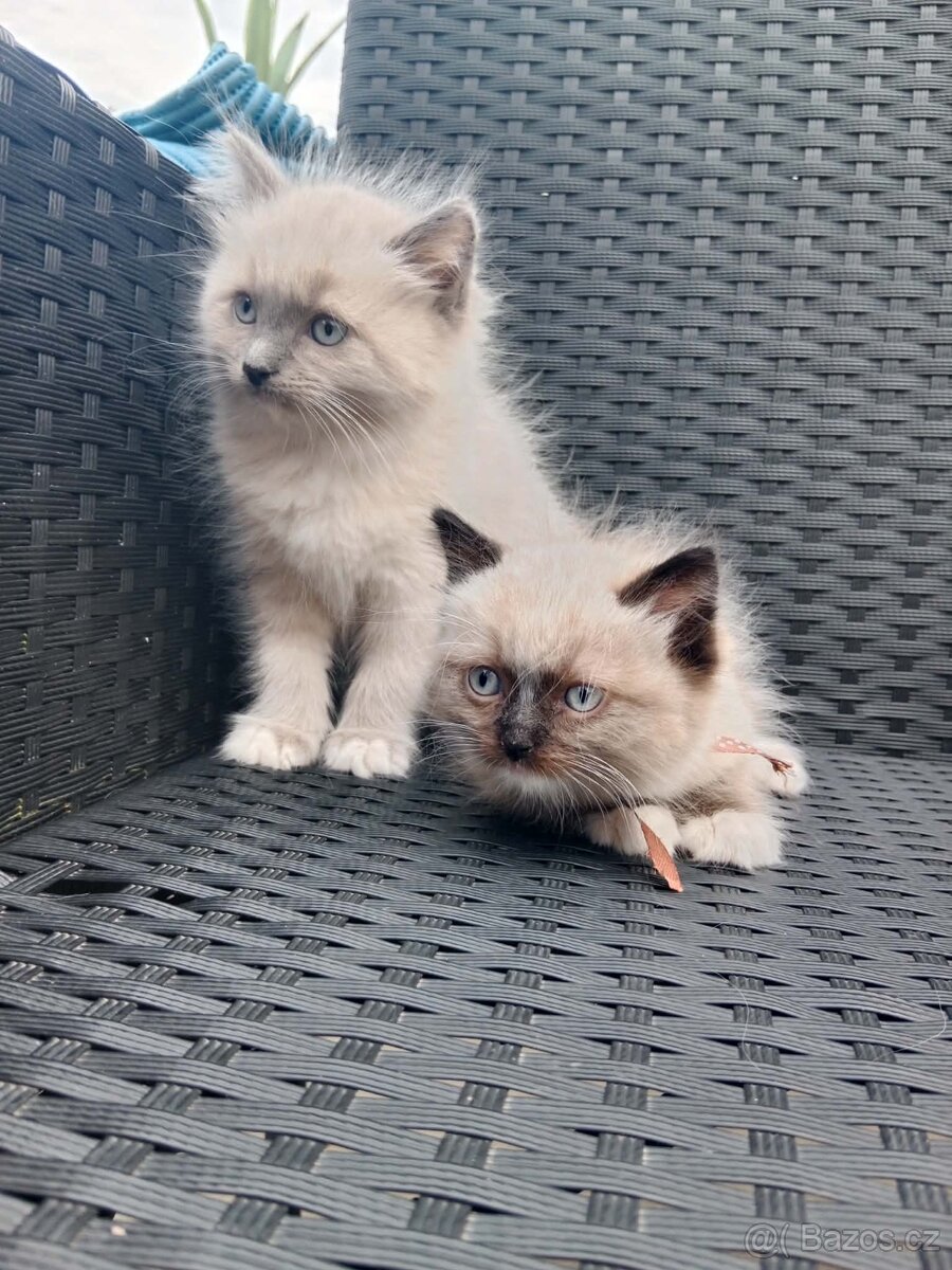Ragdoll kocourci bez PP - 2