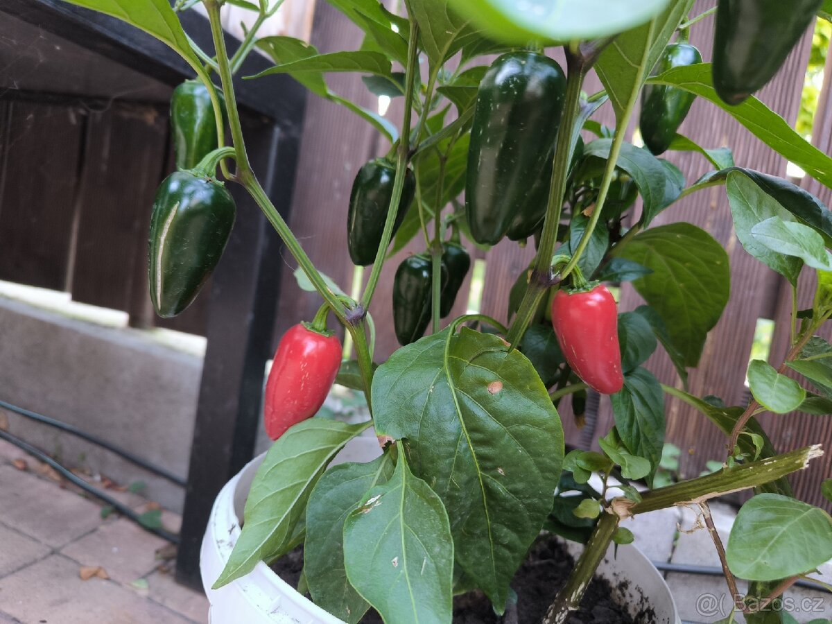 Jalapeno - 2