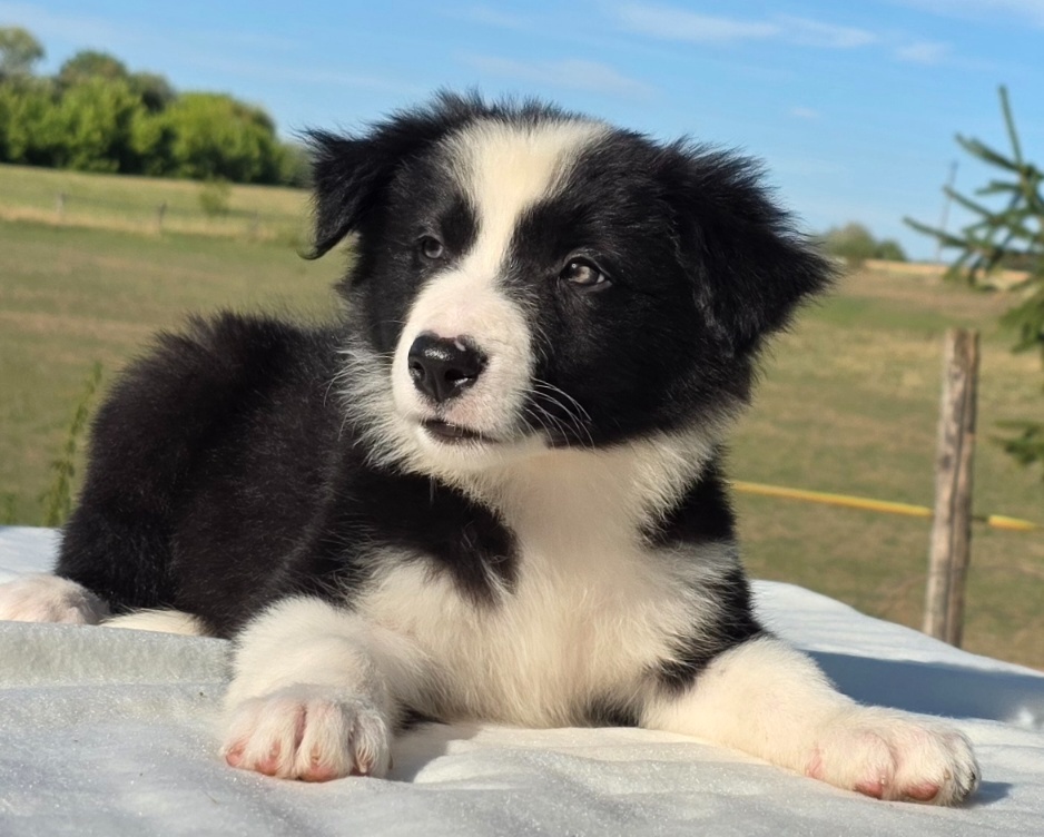 Border kolie Collie/ kólia - 2