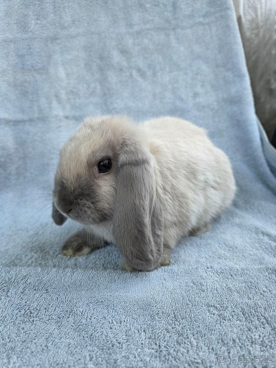 Mini samička k odběru ihned - 2