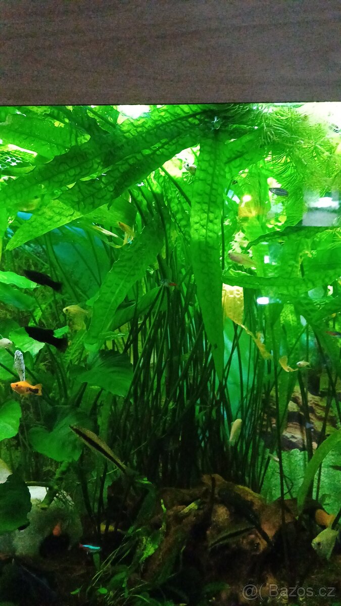 Akvarijní rostliny - 2