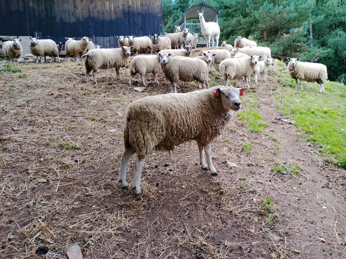Beran Texel s pop linie TAROT - 2