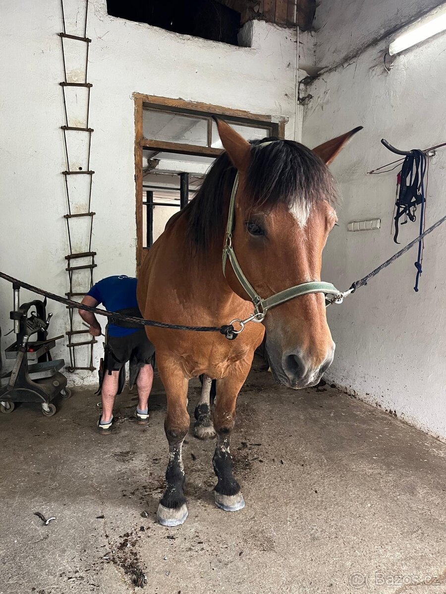 Nabízím tažného valacha do dobrých rukou - 2