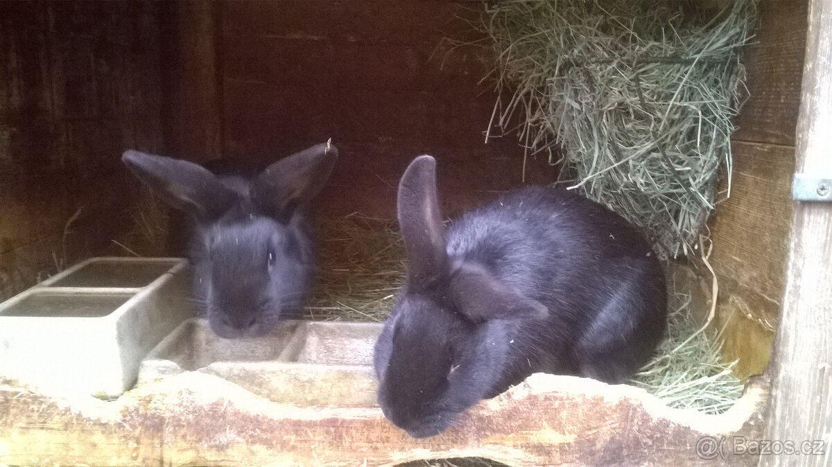 Králík do chovu - 2