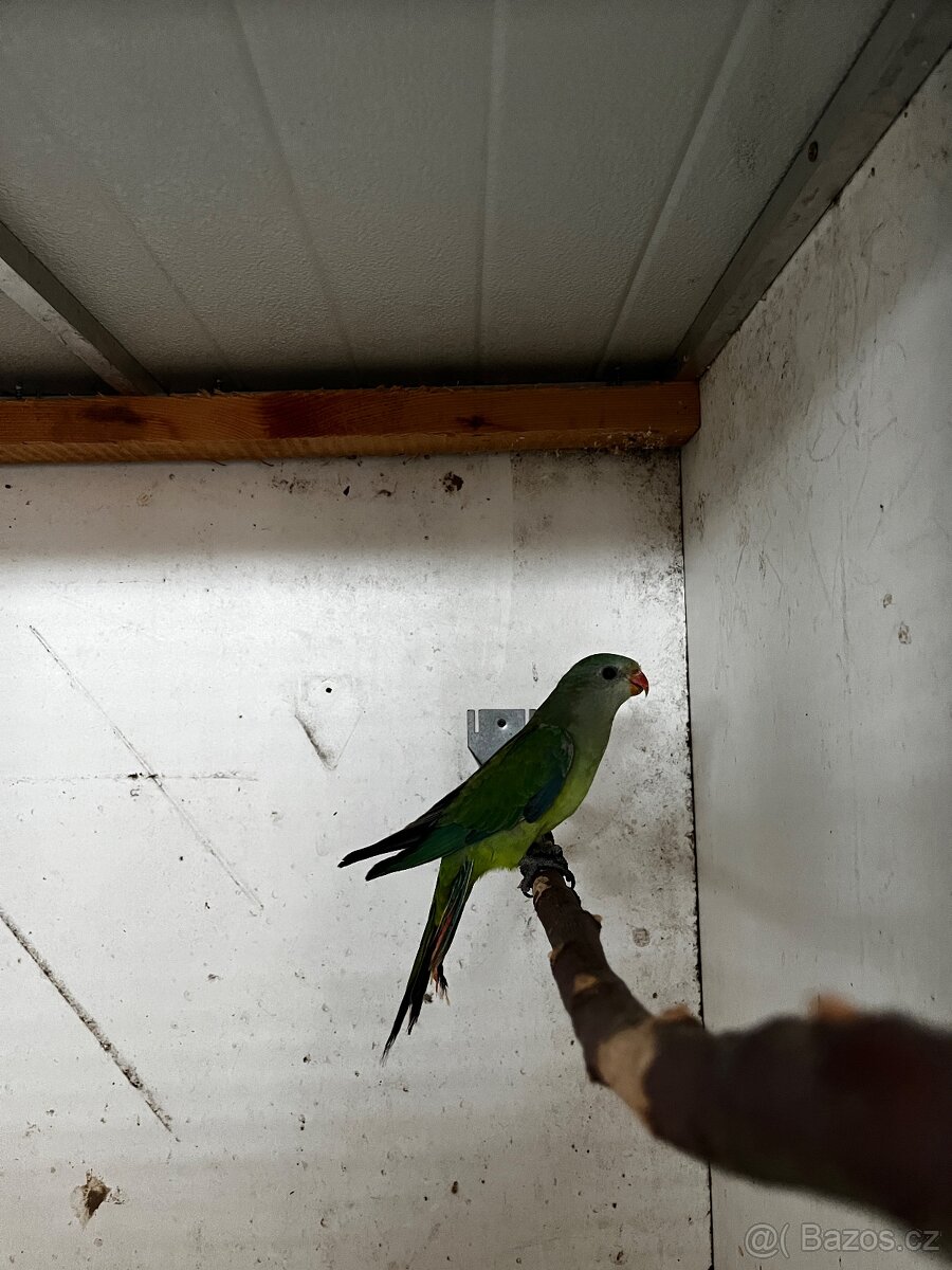 Papoušek nádherný - 2