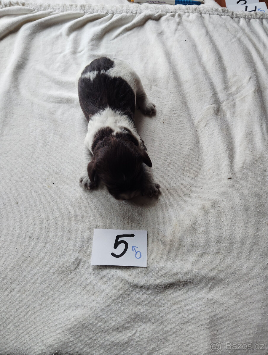 Štěňata německý křepelák - 2