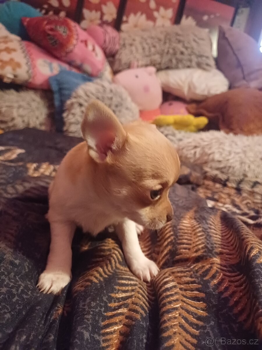 Štěňátka - 2