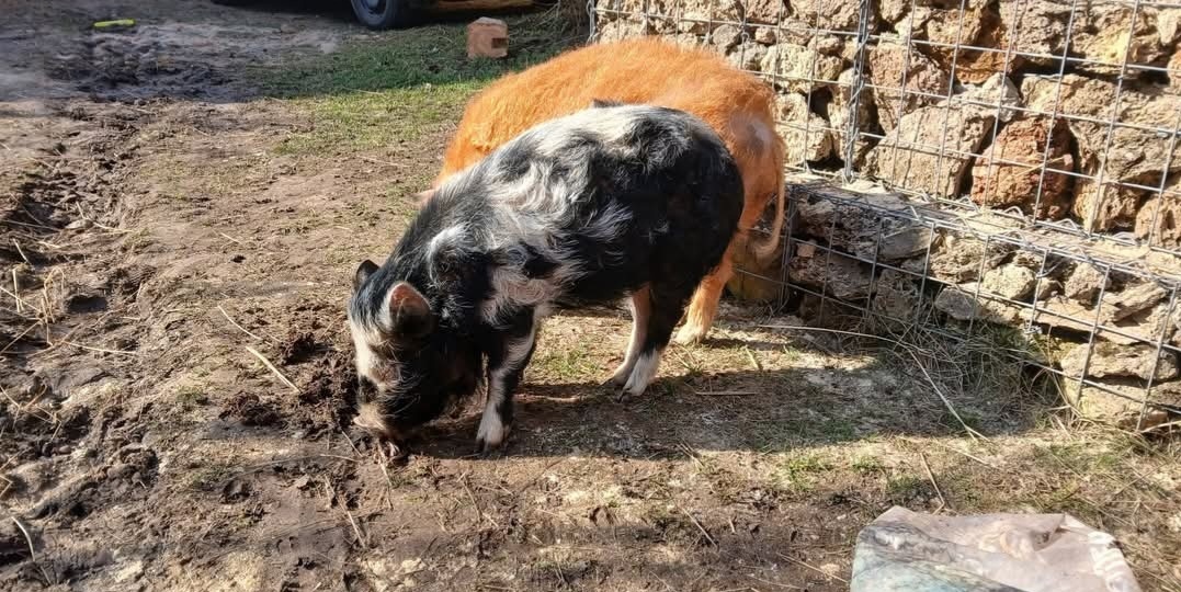 Kune - 2