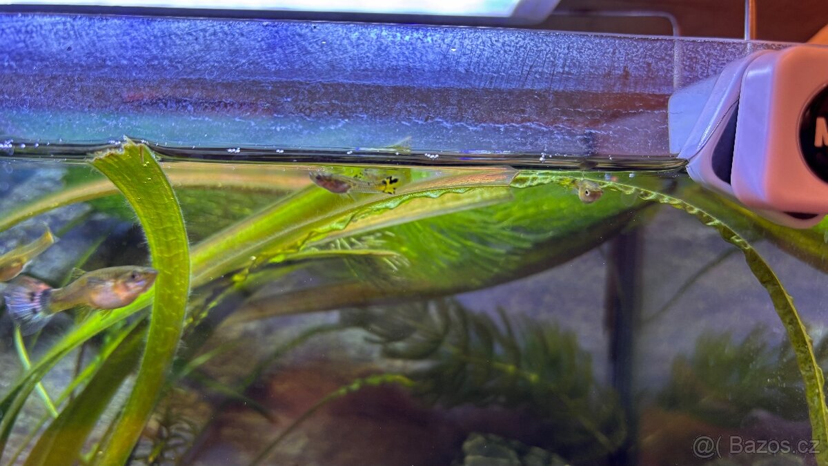 Živorodky, endlerky mix - 2