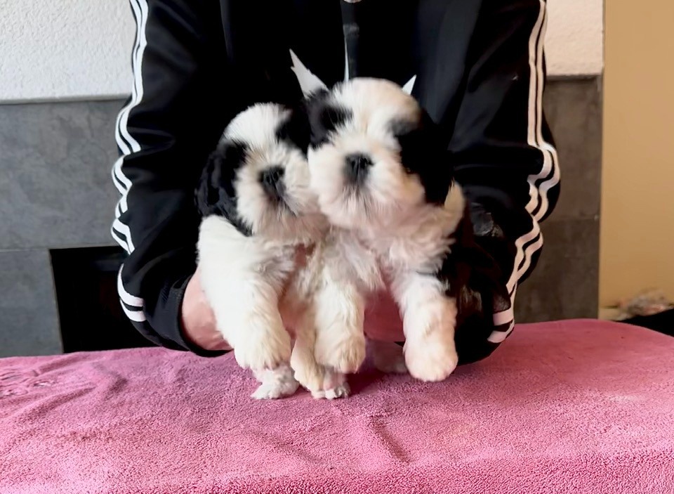 shih tzu s PP FCI - 2