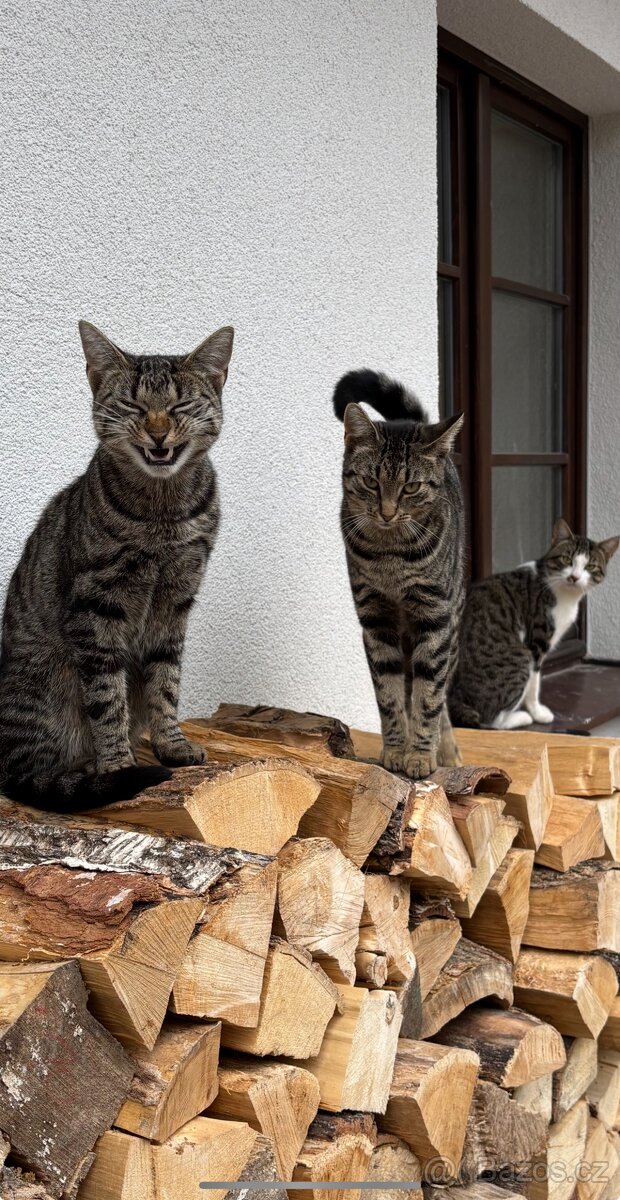 Daruju kočky - 2