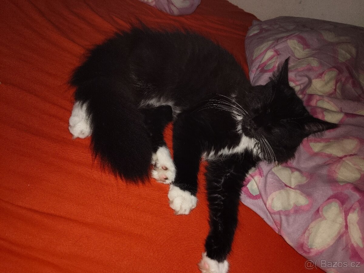 koťátko Malinské mývalí - 2