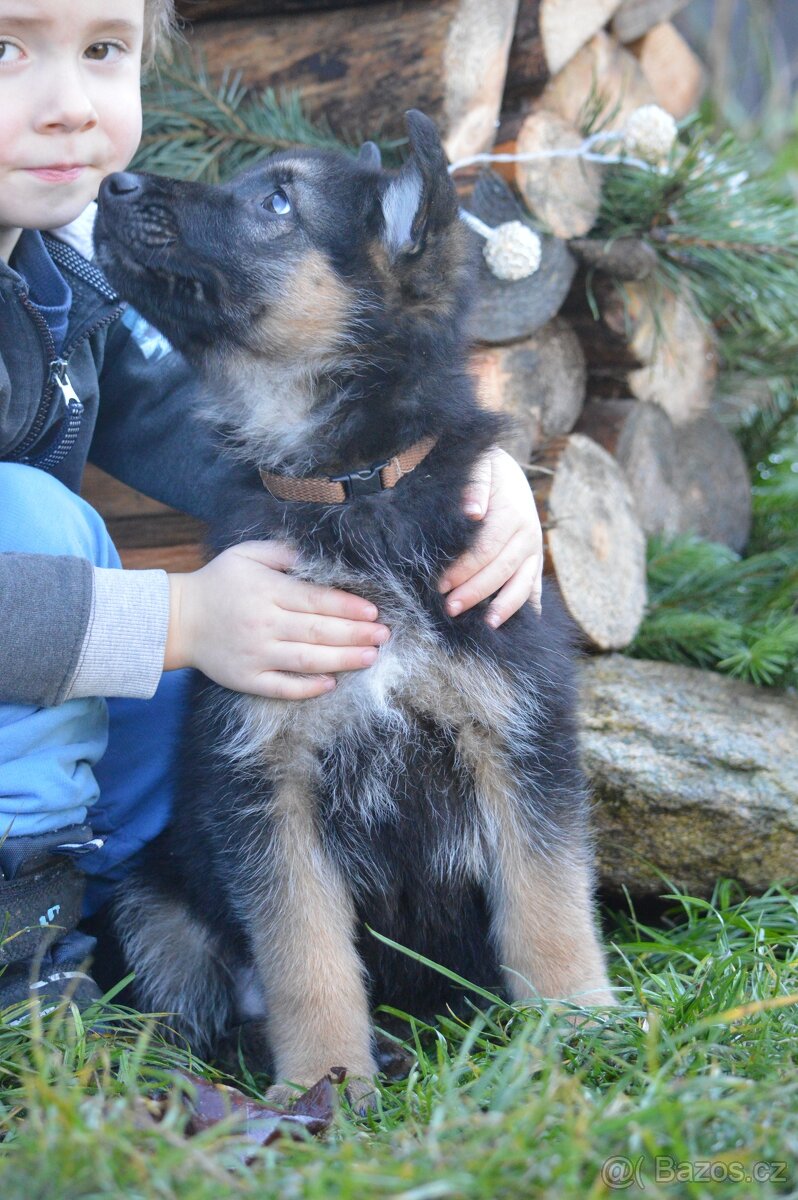 Německý ovčák - 2