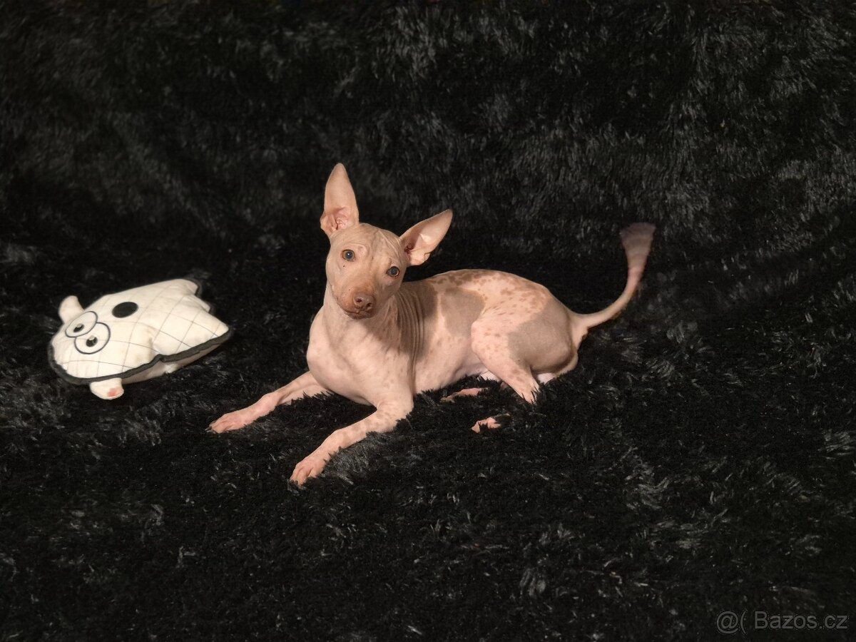 Americký bezsrstý teriér s PP /FCI/ - 2