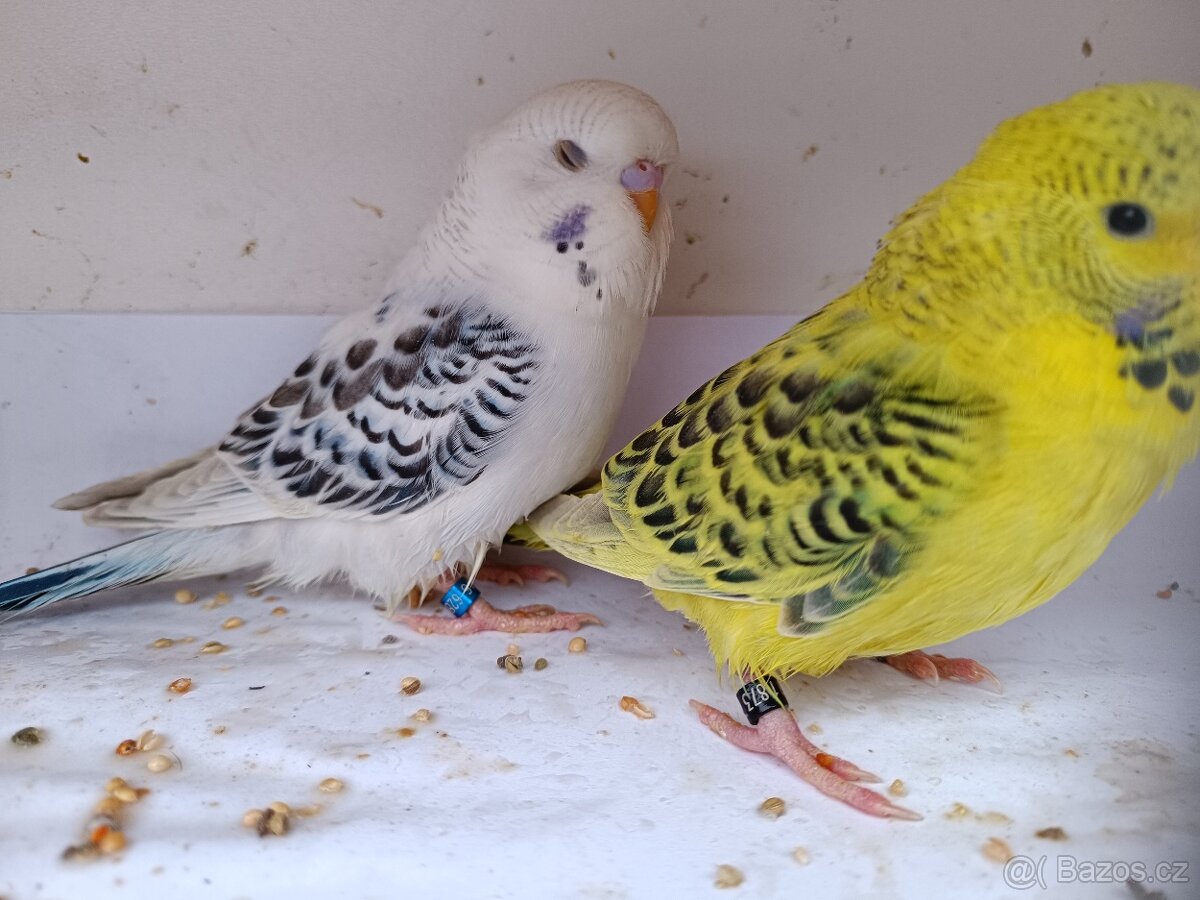 Andulka tcb samci - 2