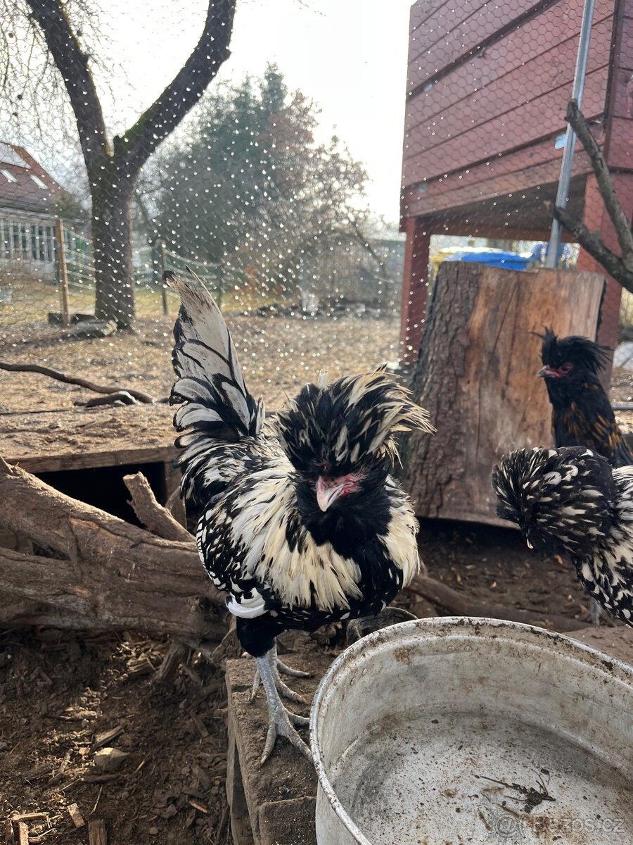 Paduanka- kohouti - 2